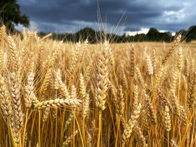 小麥?zhǔn)炝? /><br />
▲小麥?zhǔn)炝?</p>
<p>
	第二年，農(nóng)夫種上了小麥。收獲的季節(jié)到了，農(nóng)夫把小麥都拉回了家，留給魔鬼的是地下的殘茬。魔鬼又一無所獲，還賠了財(cái)寶，氣得轉(zhuǎn)身就走了。
</p>

<h3>
	農(nóng)夫和魔鬼告訴我們什么道理
</h3>
<p>
	要善于用自己的智慧得到自己想要的東西。
</p>

<p align=